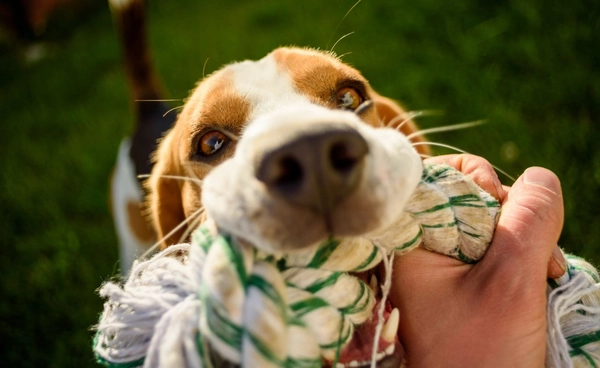 เล่นกับสุนัขแค่ 15 นาที ลดความเครียดได้จริง วิจัยชี้