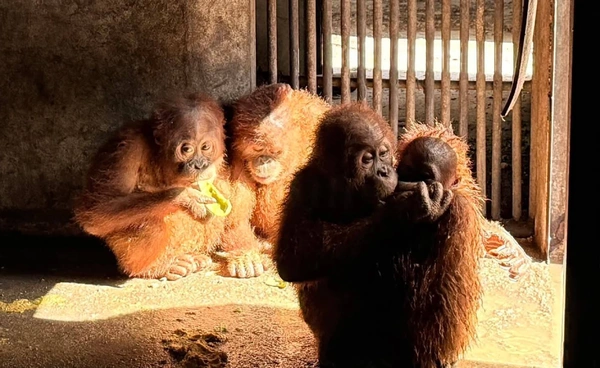 ไทยเตรียมส่งคืน อุรังอุตัง 4 ตัว กลับอินโดนีเซีย 23 ธ.ค. นี้