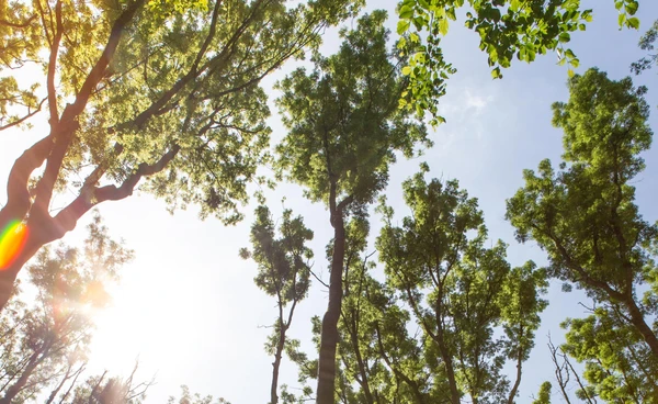 ปลูก “ต้นไม้” ลดโลกร้อน  ไม่ใช่แค่ “ปริมาณ”   แต่ต้องปลูกให้ถูกที่ถึงช่วยได้!