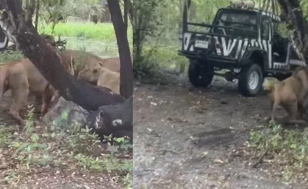 สรุปประเด็น "สิงโตขย้ำเจ้าหน้าที่" เสียชีวิต