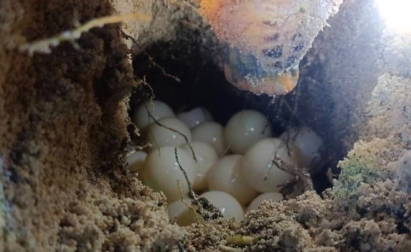 เต่ากระขึ้นวางไข่ รังที่ 13 ของปี ที่อุทยานแห่งชาติอ่าวสยาม