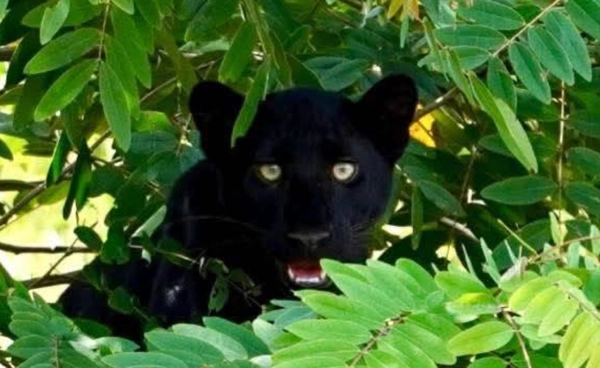 “เสือดำ” กุยบุรี  อวดโฉมนักท่องเที่ยว