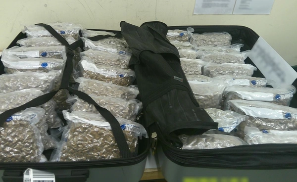 ผลพวงกัญชาเสรีไทย เปิดเส้นทางเศรษฐีคนรุ่นใหม่ ลักลอบนำเข้าอังกฤษ ขายได้ราคาสูง