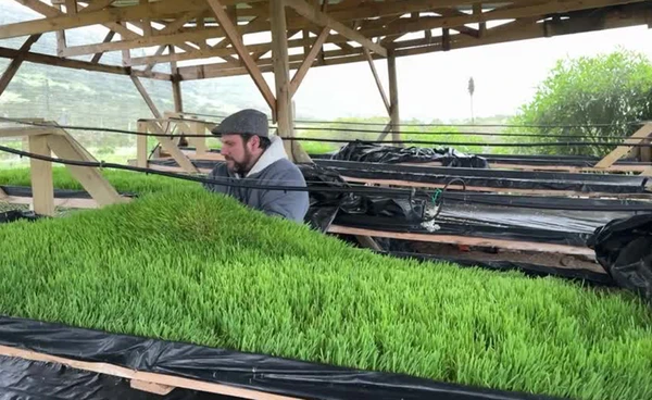 ชิลีโชว์ฟาร์มยั่งยืน “La Pachamama” ใช้มูลสัตว์สร้างพลังงานใช้เอง