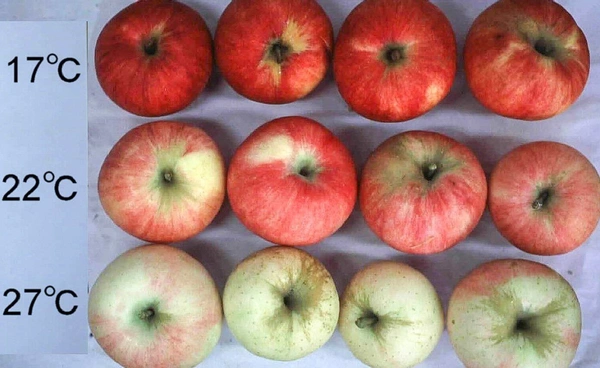 ญี่ปุ่นร้อนจัด! ผักผลไม้เสียหายหนักทั่วประเทศ