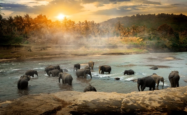 26 ธันวาคมของทุกปี “วันคุ้มครองสัตว์ป่าแห่งชาติ”