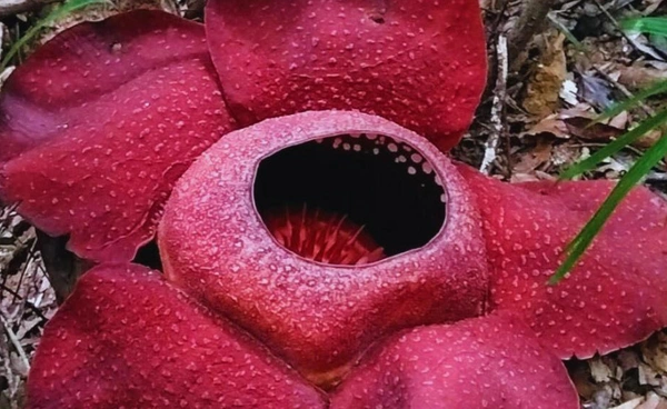 อุทยานแห่งชาติเขาสก  เปิดเส้นทางชม “ดอกบัวผุด”