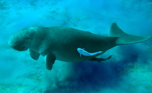 17 สิงหาคม  "วันอนุรักษ์พะยูนแห่งชาติ"