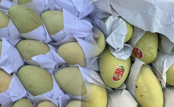 มะม่วงราคาดิ่ง วิเคราะห์ตัวเลขผลกระทบ ลักลอบนำเข้าเขย่าตลาดค้าส่งไทย