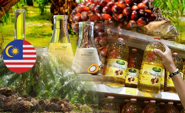 มาเลย์คาดสต็อกน้ำมันปาล์มลด-ดันราคาขึ้น 