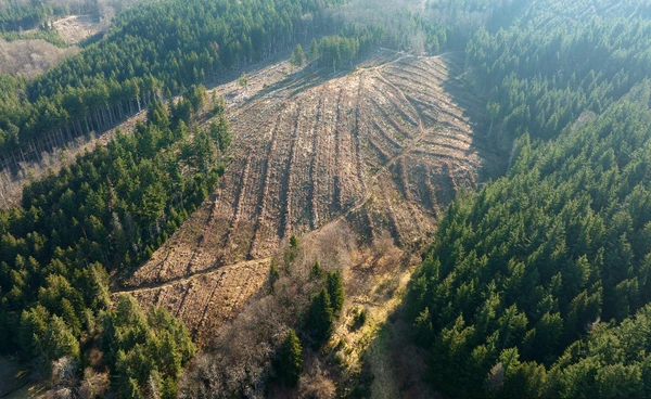 งานวิจัยชี้ “ป่าหาย” ทำคนตายไปแล้วครึ่งล้าน สังเวยวิกฤตโลกร้อน