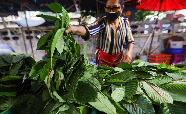 ห้ามขายใบกระท่อมใกล้โรงเรียน–เร่ขายมีโทษปรับ 5 หมื่น 