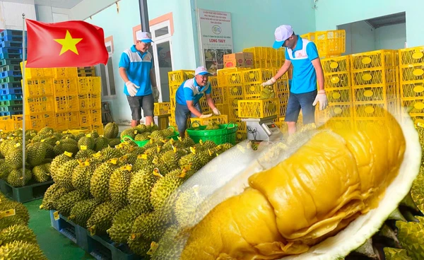 "ทุเรียน"เวียดนามฟื้น ดันยอดส่งออกทะลุเป้า