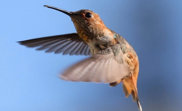 โลกร้อนคร่านกเขตร้อน หายไป 38% ใน 70 ปี