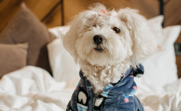 “ลมหนาว” มาแล้ว สุนัขควรใส่เสื้อกันหนาวด้วยไหม?