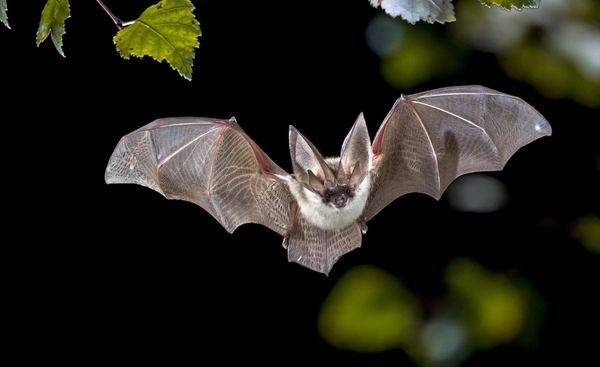 พบไวรัสใหม่กว่า 20 สายพันธุ์ในค้างคาวจีน เสี่ยงแพร่เชื้อร้ายสู่คน