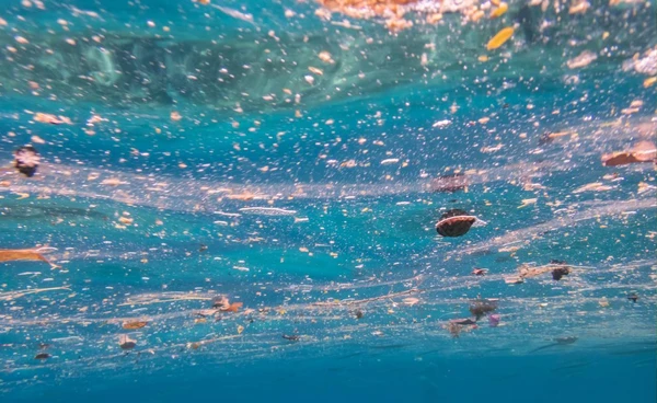 ขยะพลาสติกชิ้นจิ๋ว ภัยเงียบคุกคามสัตว์ทะเล แค่ปริมาณเล็กน้อยแต่คร่าชีวิตนับล้าน