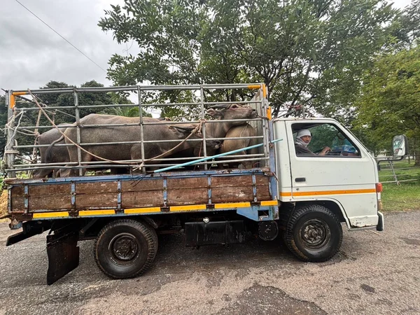 เร่งฟื้นฟูสุขภาพสัตว์แนวชายแดนไทย–กัมพูชา ดูแลเกษตรกรเกือบ 20,000 ราย