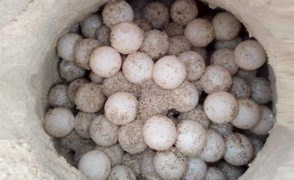 รังที่ 8 ของปี “เต่ากระ” ขึ้นวางไข่ 169 ฟอง ที่อุทยานแห่งชาติอ่าวสยาม