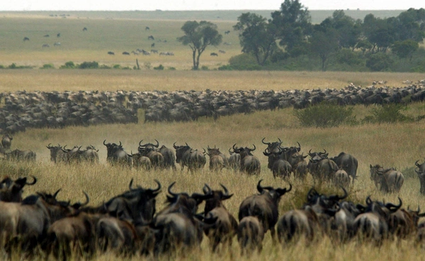 ภาพสัตว์ป่านับล้านตัว อพยพข้ามประเทศ เพื่อหาแหล่งอาหาร