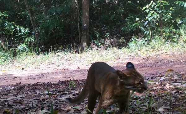 "เสือไฟ" นักล่าลึกลับ  โผล่อวดโฉมในดงพญาเย็น