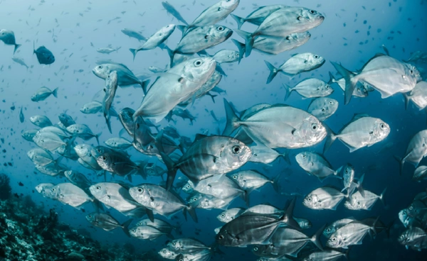 มหาสมุทรกำลังล่มสลาย กิจกรรมของมนุษย์เร่งโลกร้อน จนระบบนิเวศปรับตัวไม่ทัน