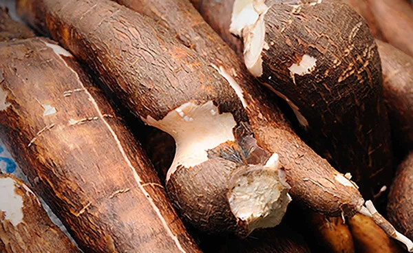 "มันสำปะหลัง” พืชเศรษฐกิจที่ไม่ธรรมดา ส่งไปจีนปั้นมูลค่า 5 หมื่นล้าน 