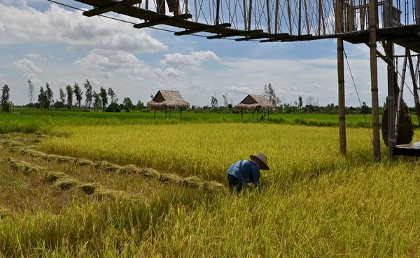 เริ่มโอนแล้ว! ธ.ก.ส. จ่ายเงินไร่ละ 1,000 ช่วยผู้ปลูกข้าวนาปรัง - นาปี