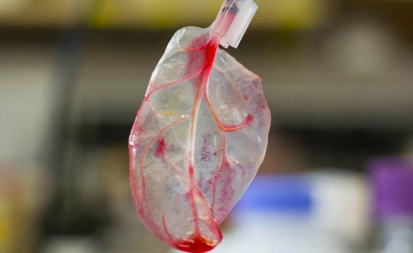 นักวิทย์ทดลองปลูกถ่ายหัวใจจากใบผักโขม