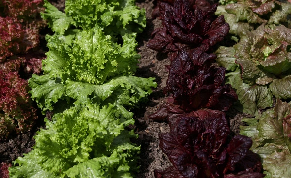 ผักโตไวแต่ไร้คุณค่า! นักวิจัยเตือนภัยเงียบจากโลกร้อน  ทำอาหารไร้สารอาหาร 