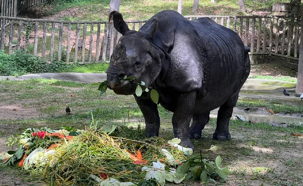 ปิดตำนาน "กาลิ" แรดอินเดียหนึ่งเดียวของไทย สิ้นใจแล้วในวัย 40 ปี