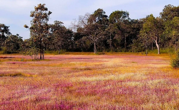 "ทุ่งดอกไม้งามนามพระราชทาน" บานสะพรั่ง ณ วนอุทยานน้ำตกผาหลวง   