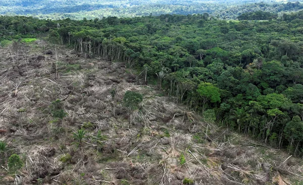 Google ลงทุนใหญ่ฟื้นฟูป่าแอมะซอน ซื้อเครดิตคาร์บอนชดเชยการปล่อยของศูนย์ข้อมูล