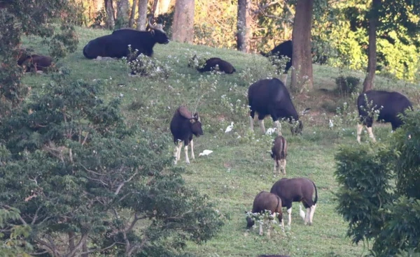 ชม “ฝูงกระทิง”  สัมผัสธรรมชาติ  เขตห้ามล่าสัตว์ป่าเขาแผงม้า
