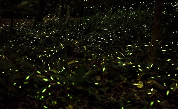 “หิ่งห้อย” กำลังสูญพันธุ์ สัตว์เรืองแสงที่ใกล้ดับสูญ