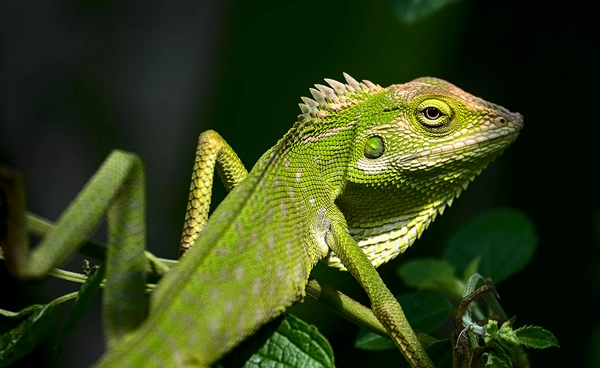 นักวิจัยไขกลไก “ลิ้นกิ้งก่า” พ่นเร็ว หดกลับไว เตรียมต่อยอดเป็นอุปกรณ์ช่วยเหลือ 