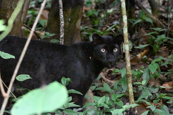 เสือดำ อวดโฉม ย้ำความสมบูรณ์ผืนป่าแก่งกระจาน
