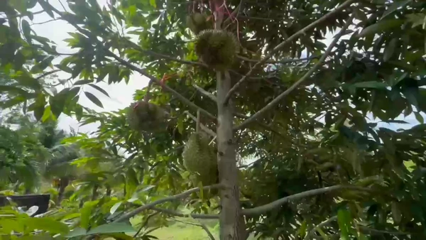 "ขอนแก่น"เปิดตัว“ทุเรียน 3D”ของดีถิ่นไดโนเสาร์  | เรื่องดีดีทั่วไทย | 8-07-68