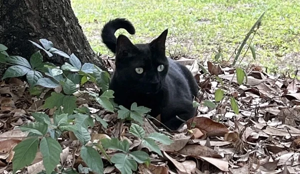 แมวดำฟลอริดา ค้นพบ “ไวรัส” ใหม่ 2 ชนิด แพร่สู่มนุษย์ได้ !?
