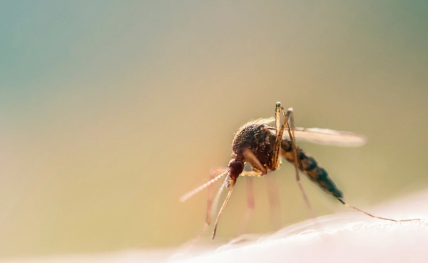 พบ “ยุง” ครั้งแรกในไอซ์แลนด์ สัญญาณเตือนสิ่งแวดล้อมเปลี่ยน