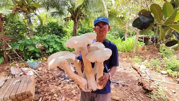 ฮือฮา"เห็ดยักษ์" 7ดอก น้ำหนัก 5 กก. สูง 2 ฟุต | เรื่องดีดีทั่วไทย | 9-07-68