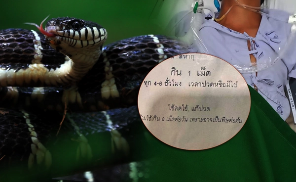 งูกัดแล้วกลับบ้านได้? วิเคราะห์ระบบเฝ้าระวังอาการ กับความเสี่ยงจาก ‘วินิจฉัยผิด’