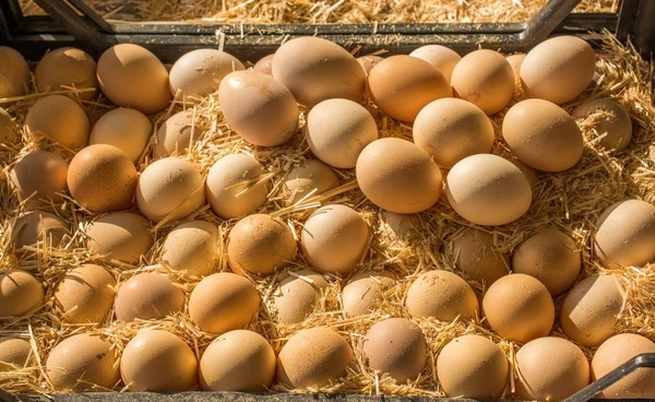 "ผู้เลี้ยงไก่ไข่"เตือนผู้บริโภคเลือกซื้อจากแหล่งที่เชื่อถือได้