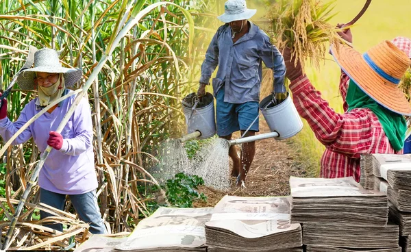 "คลัง"หารือ ธ.ก.ส.ลุยตัดต้น-ลดดอกเบี้ยให้เกษตรกร