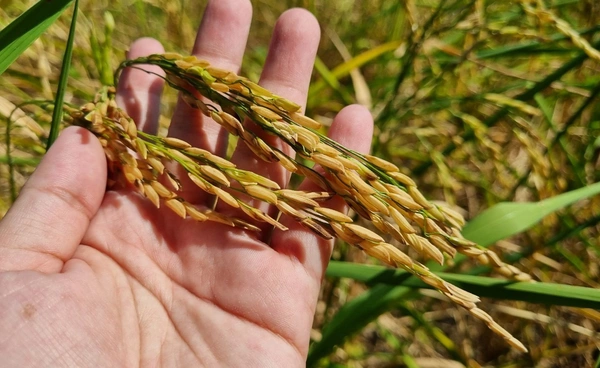 ผ่าวิกฤตราคาข้าวไทยต่ำสุด 15 ปี เสี่ยงปี 69 ยังขาลง