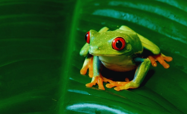 นักวิทย์ญี่ปุ่นพบแบคทีเรียในกบ รักษามะเร็งลำไส้ใหญ่ได้