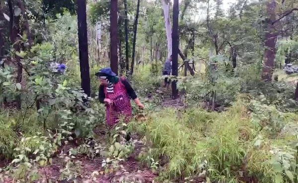 "เทศกาลกินเห็ดโคกบุลาว"จากป่าธรรมชาติ เก็บกินได้เก็บขายดี  | เรื่องดีดีทั่วไทย | 11-09-68