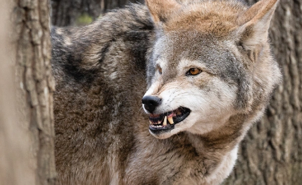 13 ส.ค. “วันหมาป่าโลก” ผู้พิทักษ์ระบบนิเวศ ที่ถูกเข้าใจว่าเป็นตัวร้าย