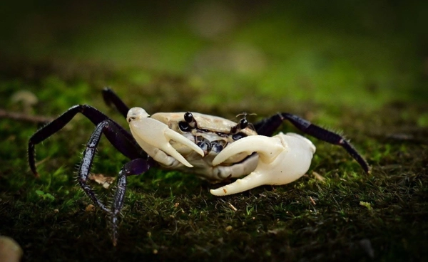 พบ “ปูเจ้าฟ้า” สายพันธุ์หายาก บริเวณพะเนินทุ่ง แก่งกระจาน