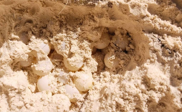 ของขวัญส่งท้ายปี 68  “แม่เต่าตนุ” วางไข่ 99 ฟอง  บนเกาะตาชัย จ.พังงา